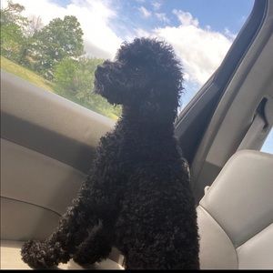 Meet your Posher, Daniella